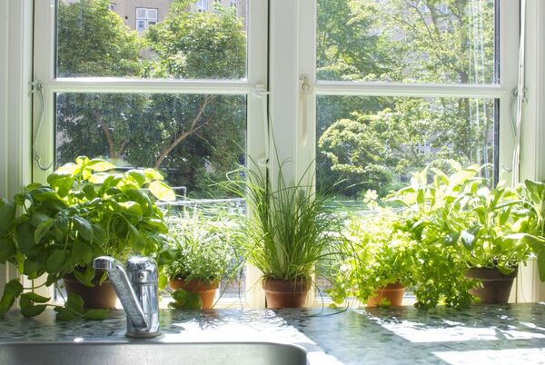 Plantas junto a uma janela com luz suave